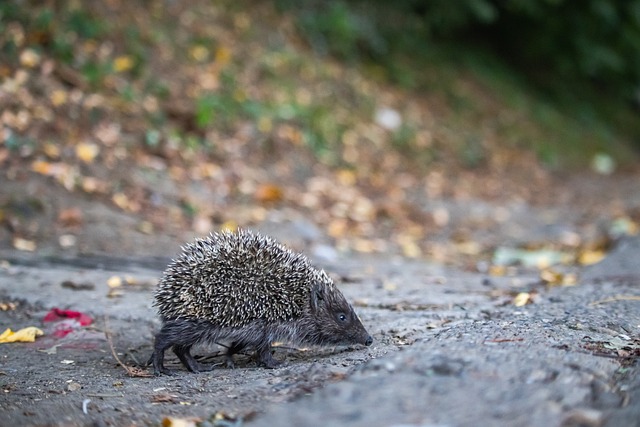 未来的赛季 未来的赛季